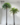 ต้นปาล์มปลอม-Palm-Tree-(RPL-001)