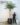 ต้นปาล์มสิบสองปันนาปลอม รุ่นพรีเมี่ยม 260cm Phoenix loureiroi Kunth Tree (RPL-003)