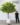 ต้นส้มมงคลประดิษฐ์ Artificial Orange Tree (งานสั่งทำ-Handcraft) (RF1)