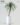 ต้นแซ่ม้าปลอม Ponytail Palm สูง 130cm , กว้าง 100cm (RPN-001)