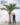เว็บ ต้นมะพร้าว BG (600 x 700 px) (1)