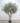 ต้นมะกอกโอลีฟ (Olive Tree) รุ่นใบพรีเมี่ยมทรงกอ (3ลำต้น) (RT129) (2)
