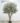 ต้นมะกอกโอลีฟ (Olive Tree) รุ่นใบพรีเมี่ยมทรงกอ (3ลำต้น) (RT129)