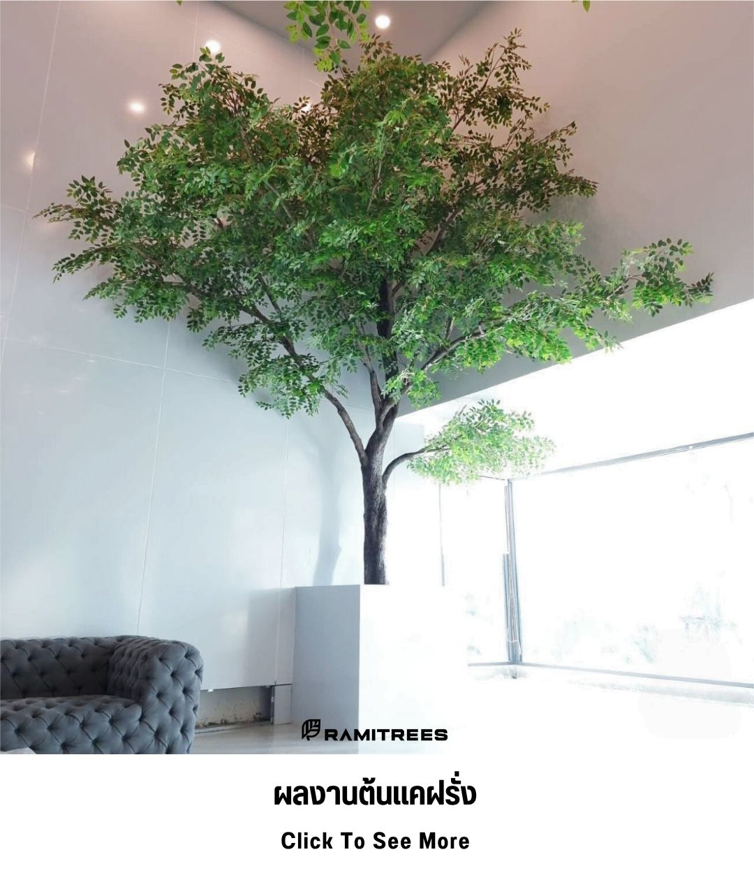 15ผลงานต้นแคฝรั่ง