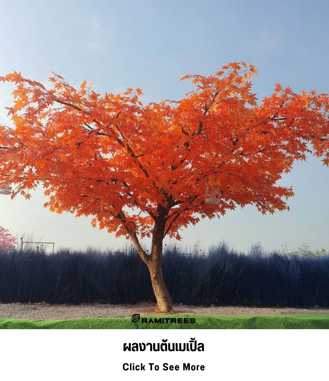 18ผลงานต้นเมเปิ้ล