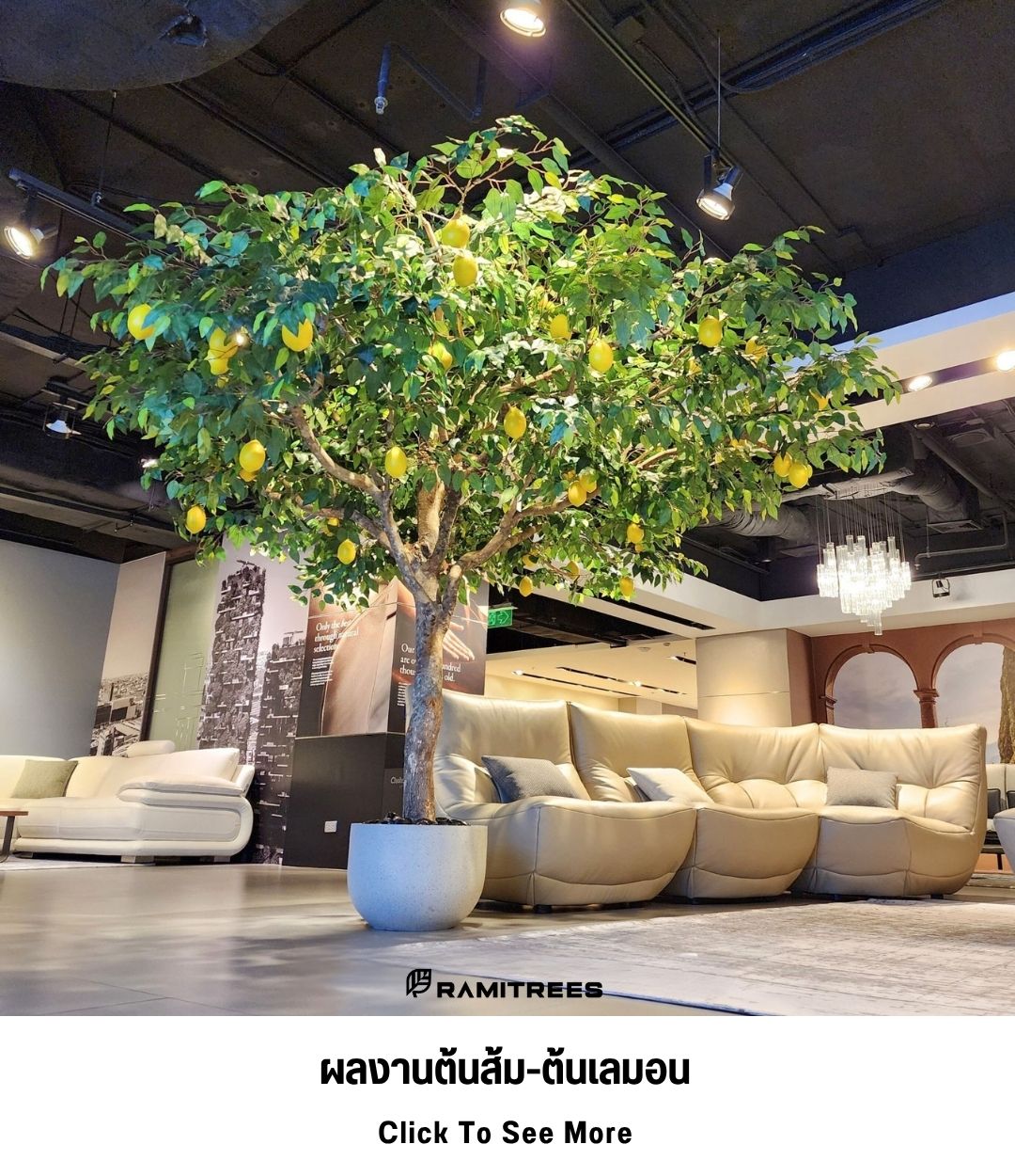 24ผลงานต้นส้ม-ต้นเลมอน