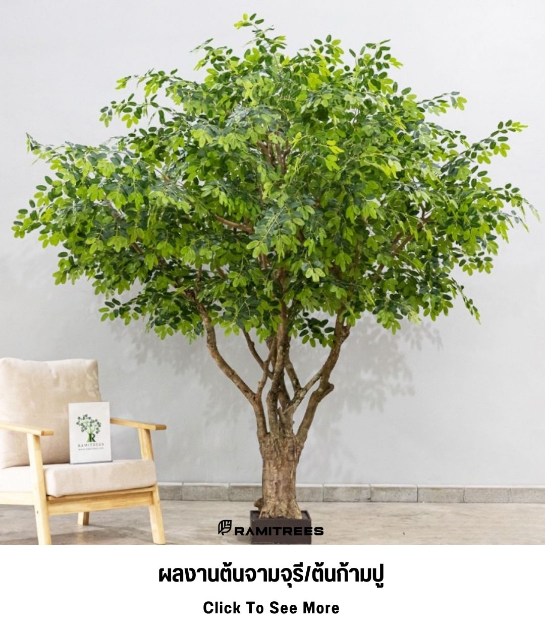 27ผลงานต้นจามจุรี_ต้นก้ามปู