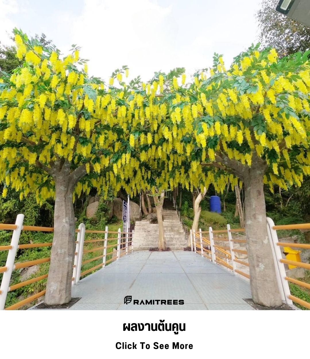 30ผลงานต้นคูน