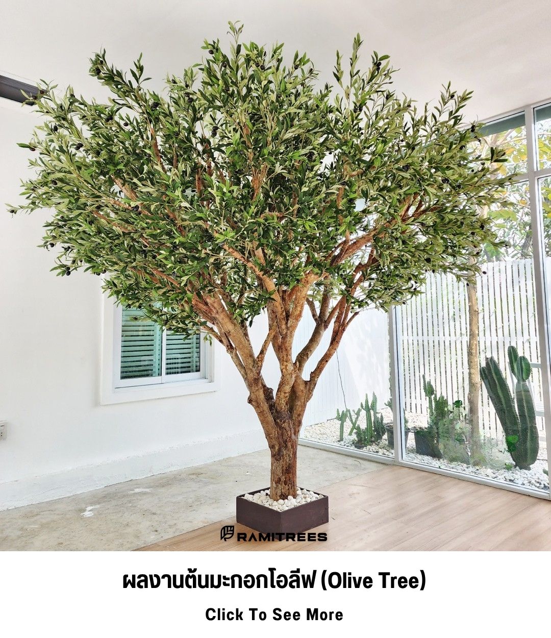 5ผลงานต้นมะกอกโอลีฟ (Olive Tree)