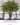 Artificial Ivory Coast Almond Tree ต้นหูกระจงประดิษฐ์ เป็นไอเดียตกแต่งโรงแรม