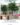 Lotus’s MALL Charansanitwong Artificial Ivory Coast Almond Tree ต้นหูกระจงมินิมอลประดิษฐ์ขนาดใหญ่