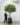 ต้นส้ม , ต้นส้มปลอม , ต้นส้มประดิษฐ์ , ต้นส้มเทียม , Artificial Orange Tree , Orange Tree