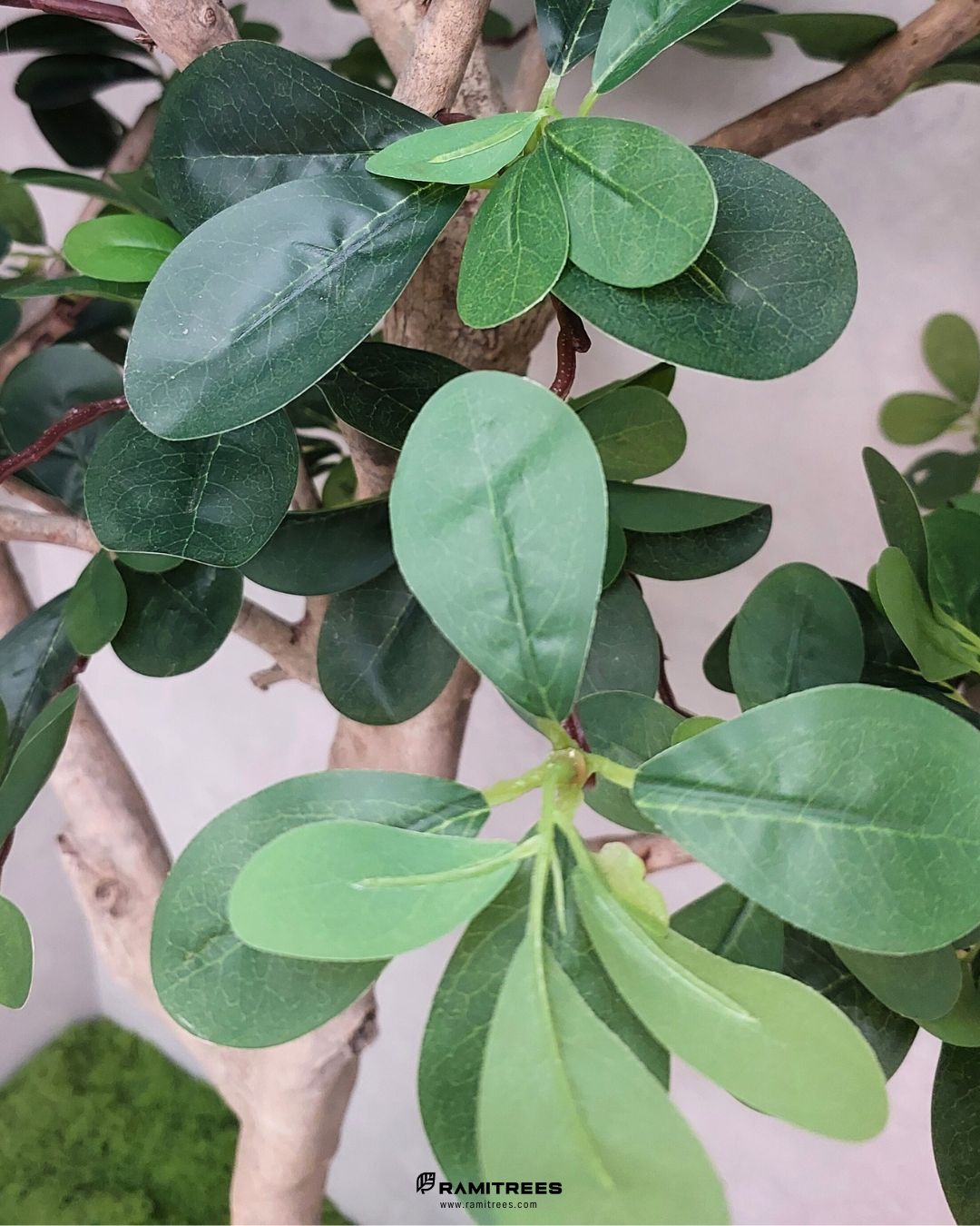 Artificial Ivory Coast Almond Tree รีวิวต้นหูจงมินิมอลปลอม พร้อมจัดสวนมอสส์ประดิษฐ์ (2)