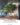 Maguro Design Village พุทธมณฑล Artificial Money Tree ต้นบอนไซประดิษฐ์ ตกแต่งร้านอาหารในสไตล์ญี่ปุ่น