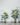 Artificial Monstera Tree ต้นมอนสเตอร่าประดิษฐ์ (2)