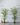Artificial Palm Kentia Tree ต้นปาล์มเคนเทียประดิษฐ์ (2)