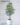 ต้นจั๋งญี่ปุ่นเลดี้ปาล์ม 120cm Lady Palm Tree (RLP-001)