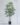 ต้นจั๋งญี่ปุ่นเลดี้ปาล์ม 120cm Lady Palm Tree (RT120) (2)