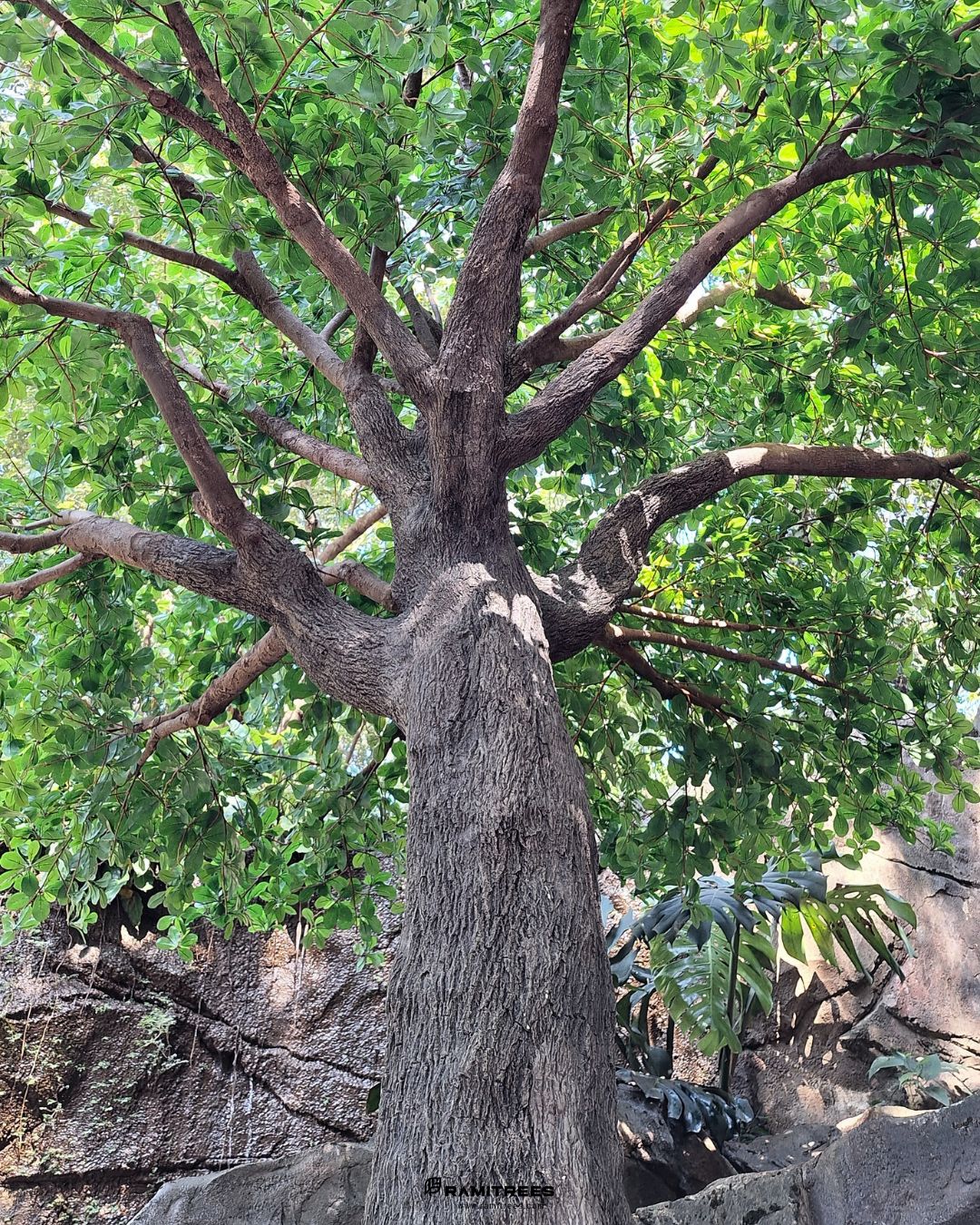 Artificial Ivory Coast Almond Tree ต้นหูกระจงไฟเบอร์กลาส 04