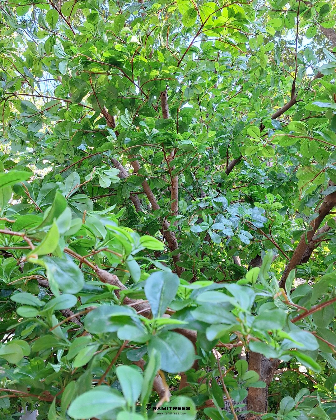 Artificial Ivory Coast Almond Tree ต้นหูกระจงไฟเบอร์กลาส 05