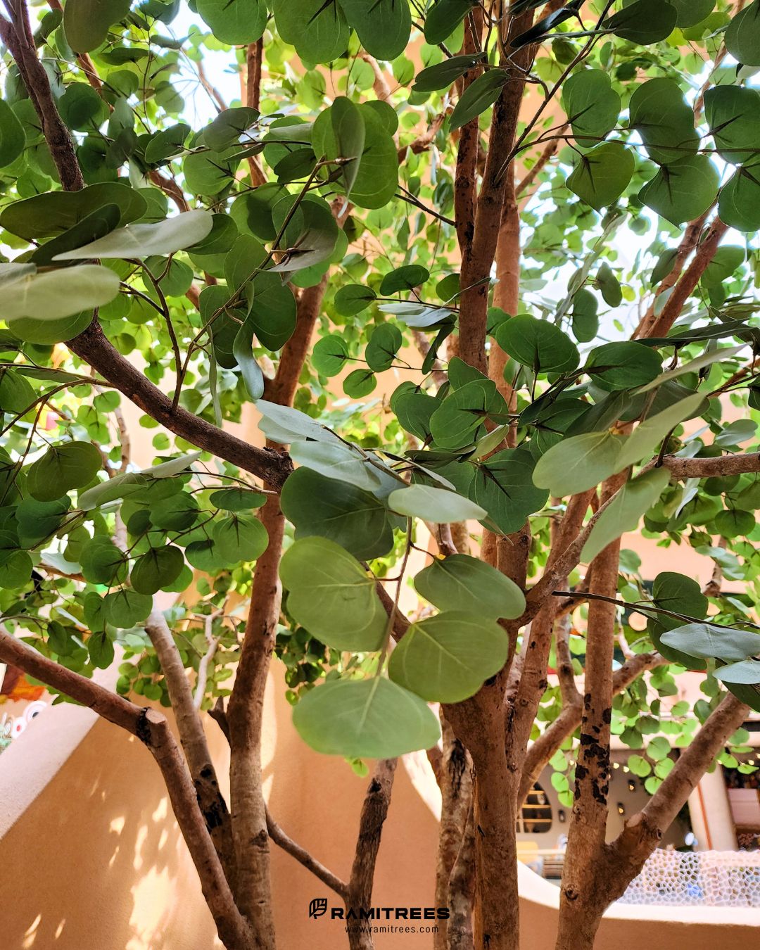 ยูคา Eucalyptus Tree (4)