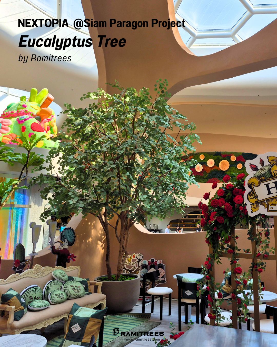 ยูคา Eucalyptus Tree