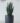 ต้นลิ้นมังกรปลอม เขียว Snake Plant สูง 80cm (RSN-002)