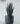 ต้นลิ้นมังกรปลอม เขียว Snake Plant สูง 80cm (RSN-002)