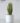 ต้นลิ้นมังกรปลอม โกลเด้น Snake Plant สูง 80cm (RSN-001)