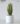 ต้นลิ้นมังกรปลอม โกลเด้น Snake Plant สูง 80cm (RSN-001)
