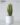 ต้นลิ้นมังกรปลอม โกลเด้น Snake Plant สูง 80cm (RSN-001)