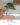Artificial Bonsai Tree ต้นบอนไซสนจูนิเปอร์ประดิษฐ์ลำต้นไฟเบอร์กลาส