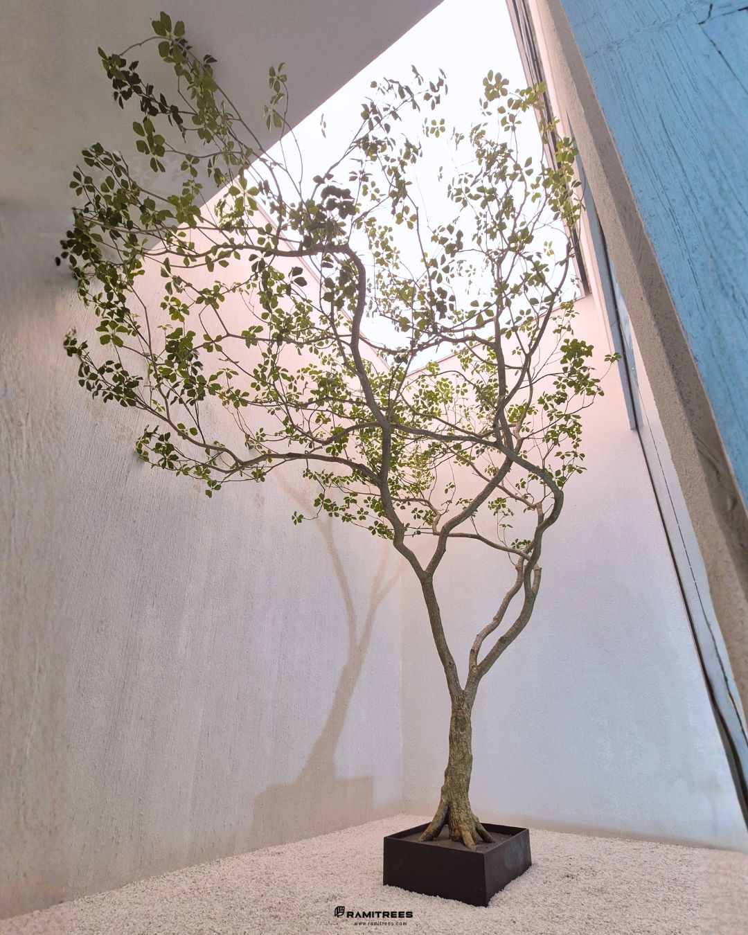 Artificial Clover Lucky Tree ต้นลัคกี้ประดิษฐ์ ขนาดความสูง 3.5 เมตร (2)