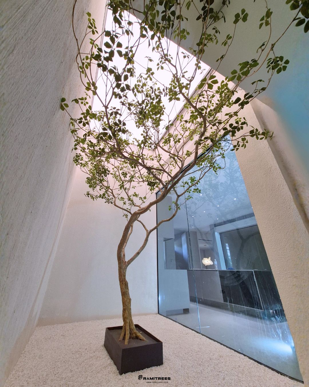 Artificial Clover Lucky Tree ต้นลัคกี้ประดิษฐ์ ขนาดความสูง 3.5 เมตร (3)