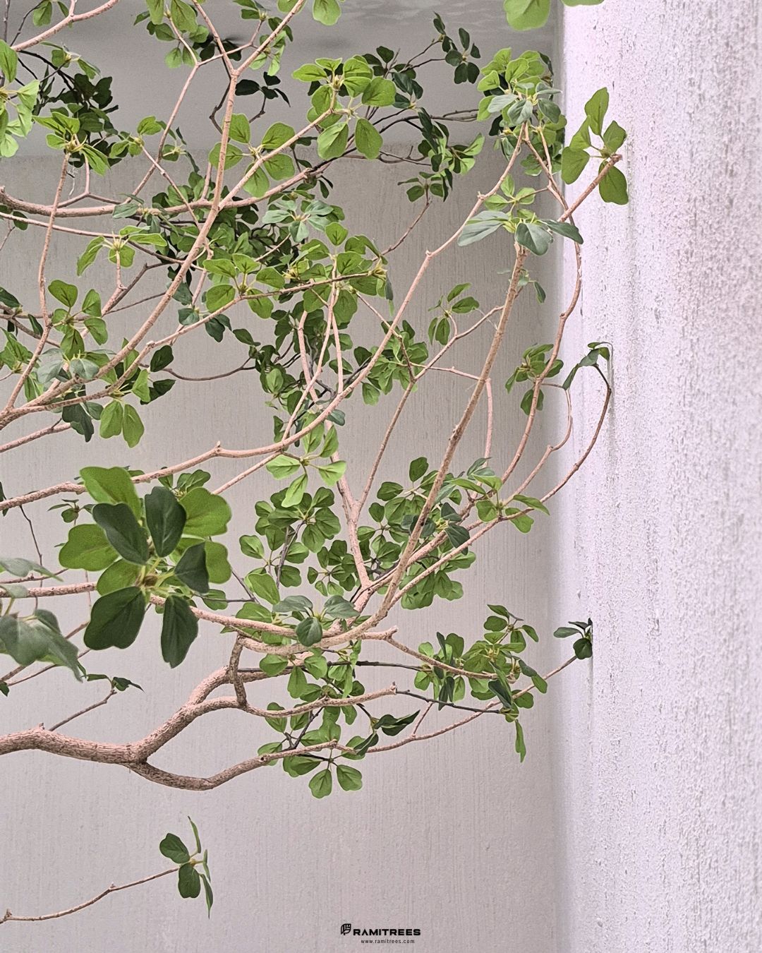 Artificial Clover Lucky Tree ต้นลัคกี้ประดิษฐ์ ขนาดความสูง 3.5 เมตร (4)