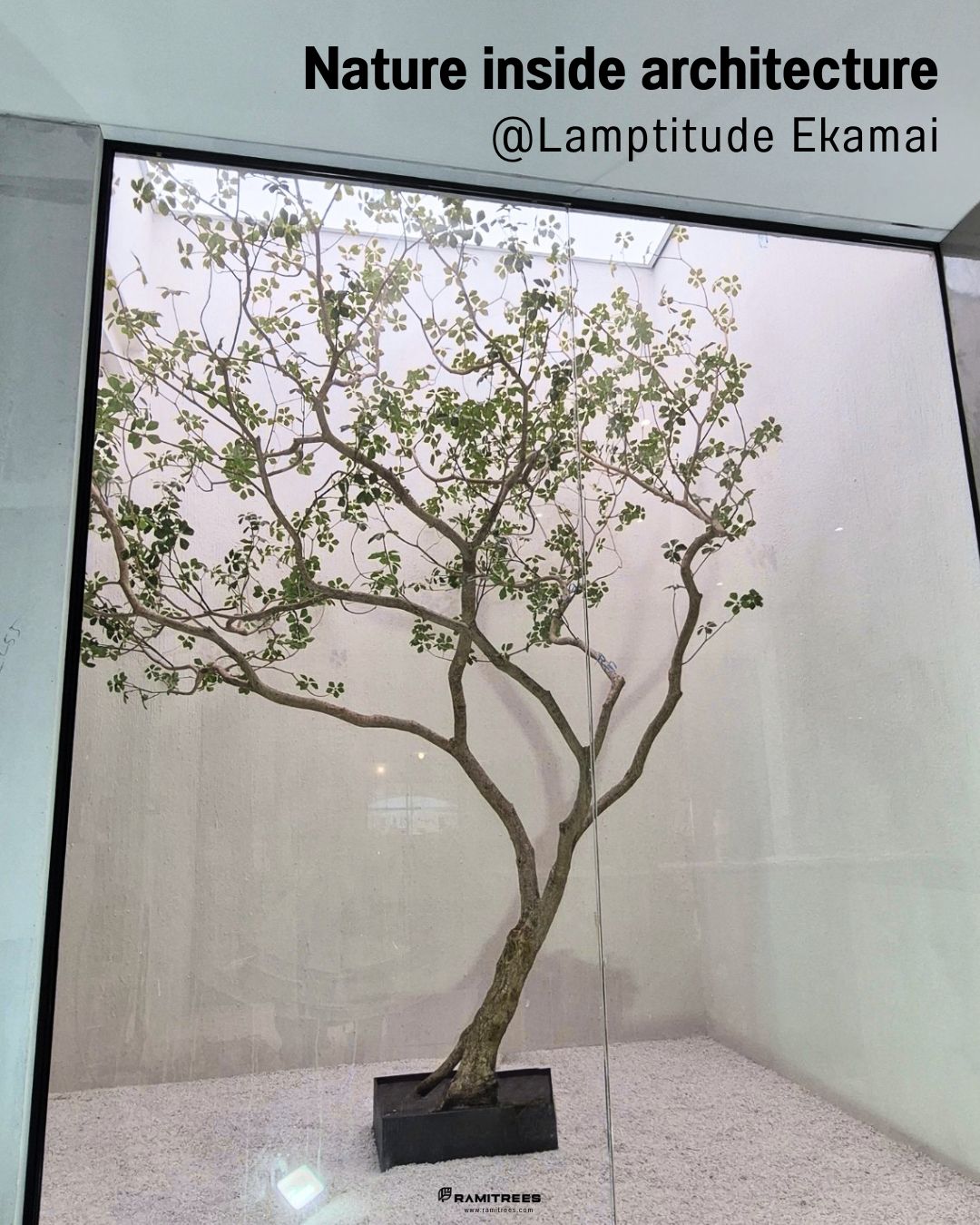 Artificial Clover Lucky Tree ต้นลัคกี้ประดิษฐ์ ขนาดความสูง 3.5 เมตร