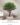 Artificial Ivory Coast Almond Tree ต้นหูกระจงลำต้นไฟเบอร์กลาสประดิษฐ์