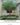 Artificial Money Tree ต้นศุภโชคประดิษฐ์ ตกแต่งบริเวณพื้นที่ส่วนกลาง