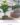 Artificial Plant ต้นไทรใบสัก ต้นไม้ประดิษฐ์ตกแต่งให้เข้ากับดีไซน์เฟอร์นิเจอร์ของลูกค้า