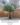 Large Artificial Tree ต้นไทรประดิษฐ์ลำต้นไฟเบอร์กลาส