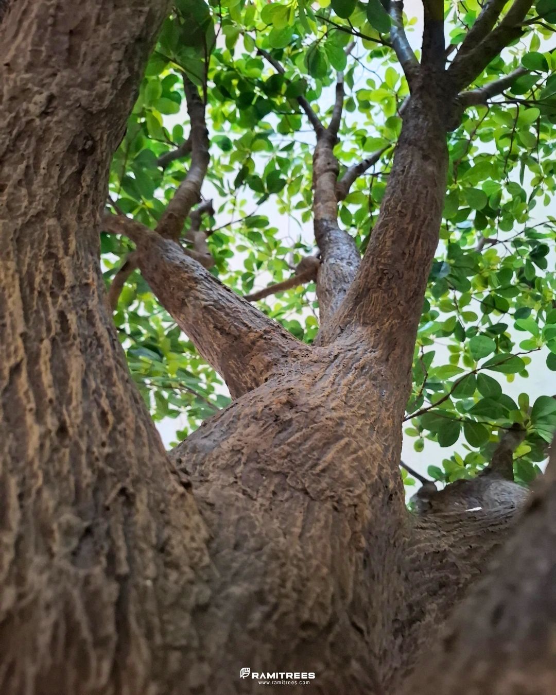 ต้นหูกระจงลำต้นไฟเบอร์กลาสประดิษฐ์ ตกแต่งร้าน Under The Tree (3)