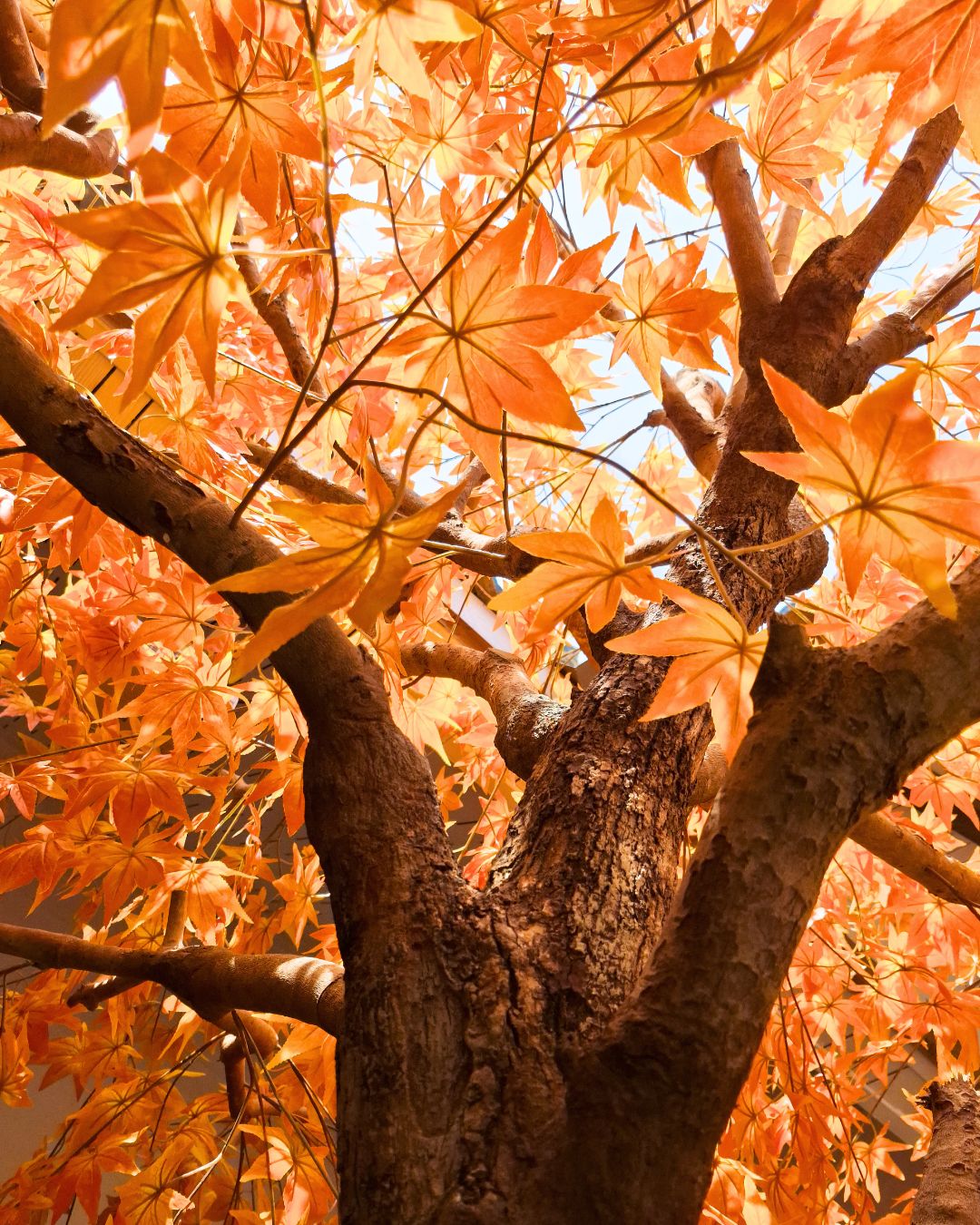 Artificial Maple Tree ต้นเมเปิ้ลปลอม ตกแต่งร้านออนเซ็นสไตล์ญี่ปุ่่น (5)