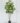 ต้นหนวดปลาหมึก Umbrella Tree ความสูง 210cm (RUT1) (2)