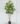 ต้นหนวดปลาหมึก Umbrella Tree ความสูง 210cm (RUT1) (2)
