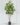 ต้นหนวดปลาหมึก Umbrella Tree ความสูง 210cm (RUT1) (2)