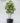 ต้นหนวดปลาหมึก Umbrella Tree ความสูง 210cm (RUT1)