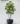 ต้นหนวดปลาหมึก Umbrella Tree ความสูง 210cm (RUT1)