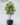 ต้นหนวดปลาหมึก Umbrella Tree ความสูง 210cm (RUT1)