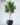 ต้นไทรใบสักปลอม Fiddle Leaf Fig Tree