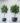 ต้นไทรใบสักปลอม Fiddle Leaf Fig Tree (งานสั่งทำ-Handcraft) (RFI39)